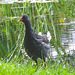 Moorhens on the pond