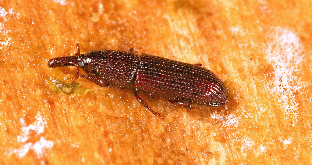 WeevilIMG 8030v2