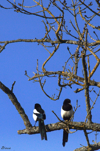 Discussion et pie...neuse