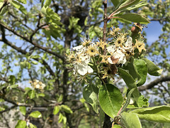 No. 8 - Metzer Bratbirne - Blüte