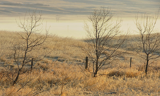 ground fog in the coulee