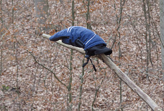 Verloren