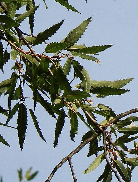 Quercus libani