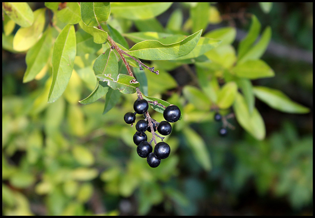 Ligustrum vulgare- Troène (4)