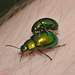 IMG 8347beetle