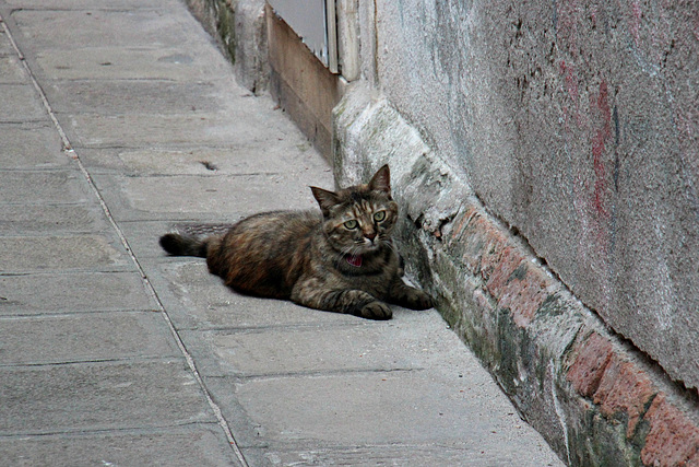 Katzenbegegnung ***