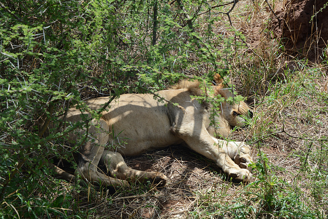 Tarangire, This Lion is Alive. He Just Sleeps. Tarangire, This Lion is Alive. He Just Sleeps.