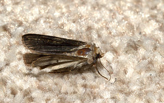 Moth on carpet EF7A4512