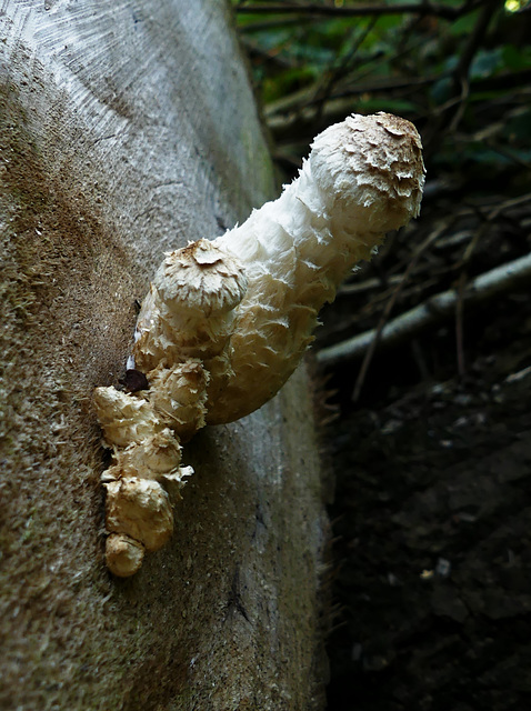 Phallus Pholiota (2xPiP)