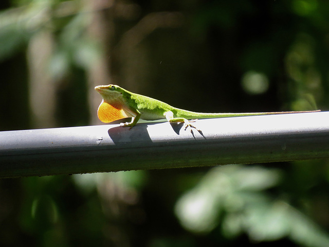 Green anole