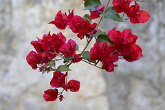 Riverwalk Flowers