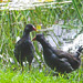 Moorhens on the pond