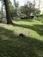 Small garden between Benfica's blocks - XXI