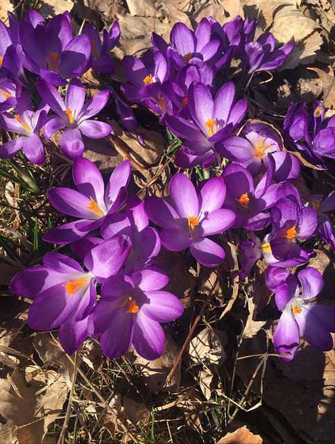 Bonjour crocus, bonjour Printemps