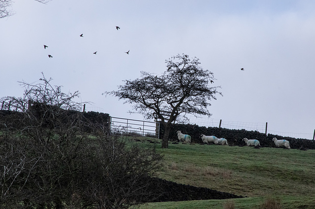 Distant Fieldfare