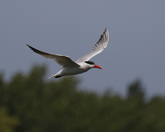 sterne caspienne / caspian tern