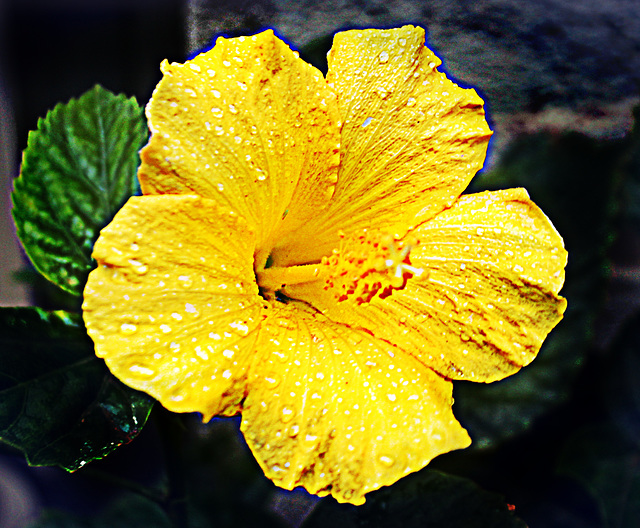 Hibiscus jaune.