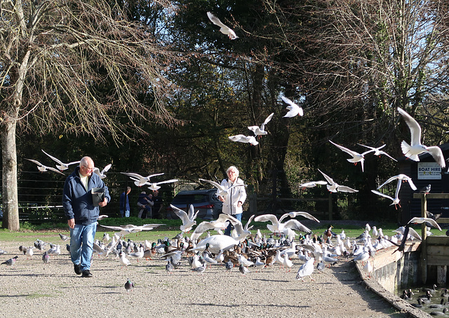 Feeding frenzy