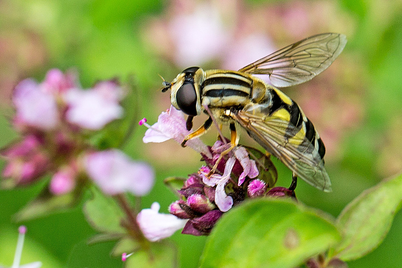 20140714 3963VRMw [D~LIP] Gemeine Sumpfschwebfliege (Helophilus pendulus), UWZ, Bad Salzuflen