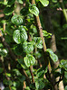 Cornus sanguinea 'Compressa'