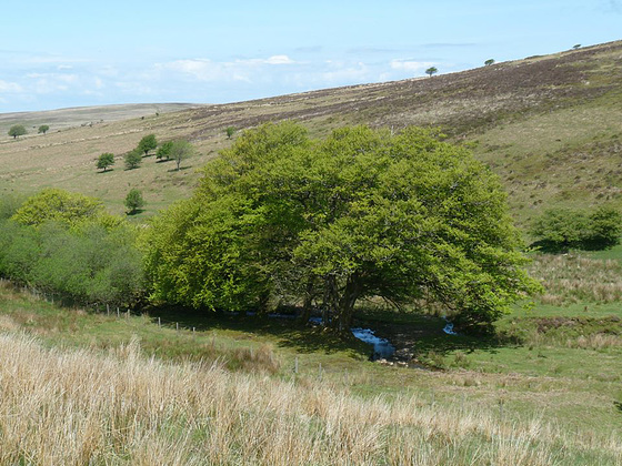 One of the many little rivers on the moor