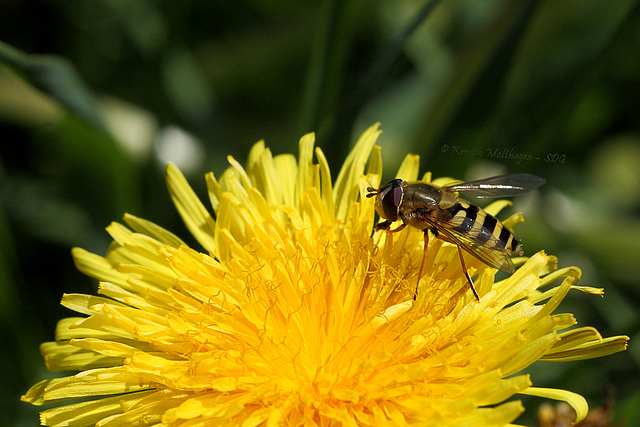 Löwenzahn mit Schwebfliege