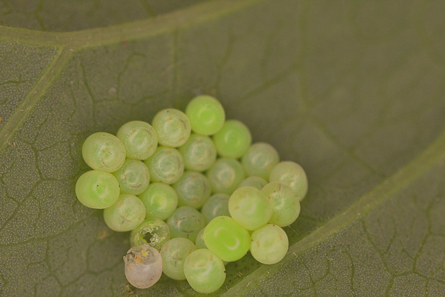 Shieldbug eggs IMG_1164