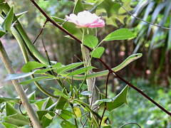 Rough green snake