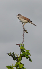 White Throat   /   May 2019