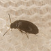 Beetle IMG_9901