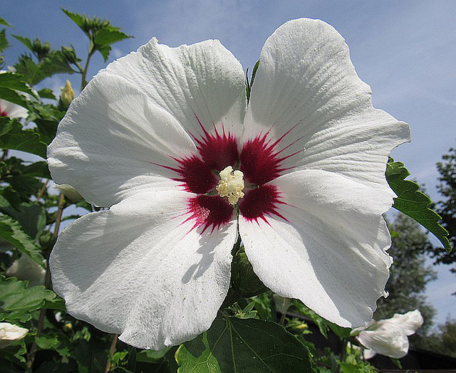 Hibisko