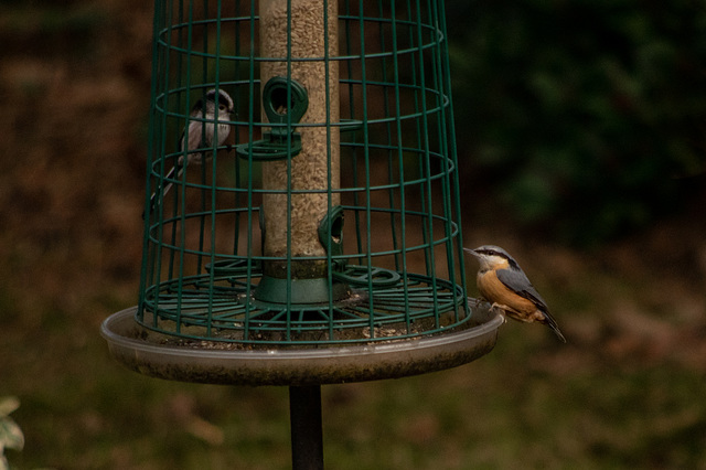 Nuthatch