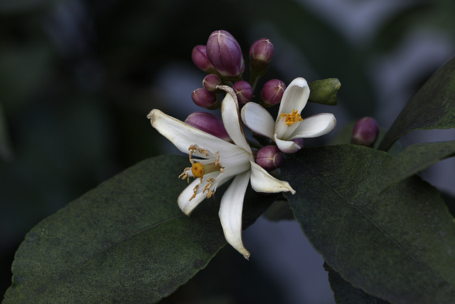 Riverwalk Flowers