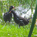 Moorhens on the pond