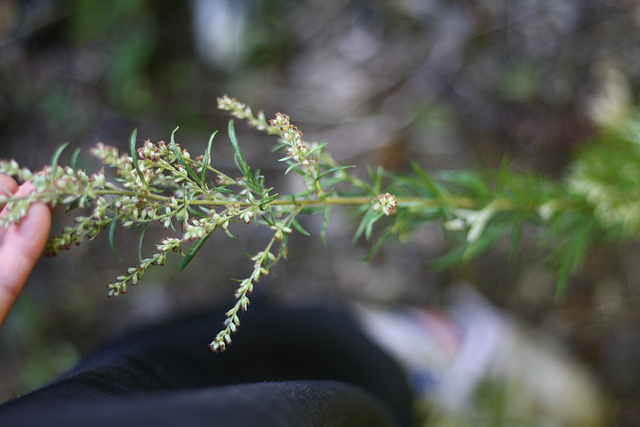 Mugwort