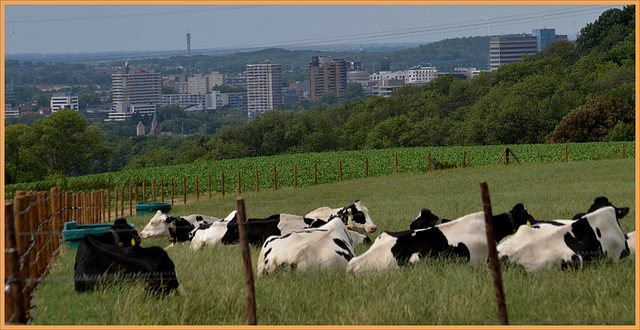 HFF--for everyone -friday  21-7-2023-cows look to the city