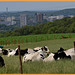 HFF--for everyone -friday  21-7-2023-cows look to the city