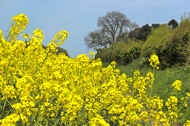 Field of Yellow - close