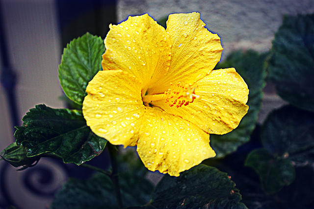 Hibiscus jaune.