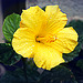 Hibiscus jaune.