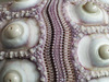 Sea-urchin shell