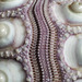 Sea-urchin shell