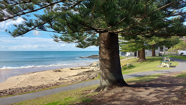 213/365 2025Norfolk Pine