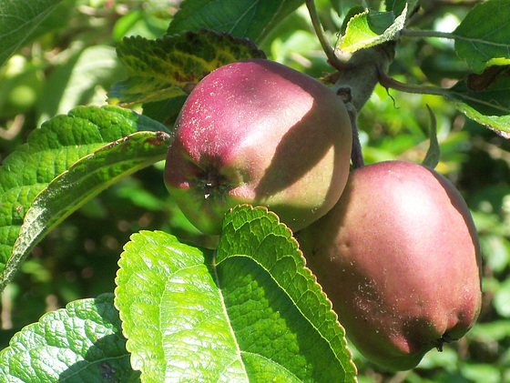 Luscious apples