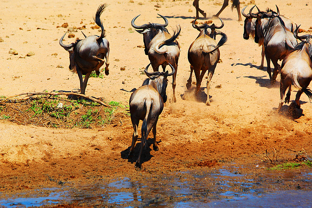 Africa from behind. Tanzania. 2012