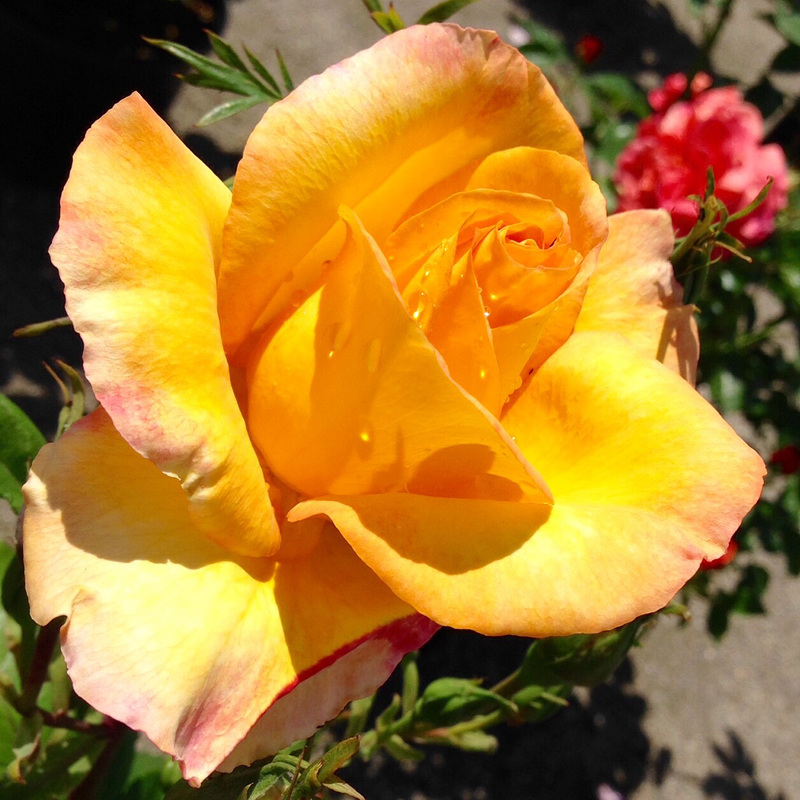 ~A Rose for You my Friends ~