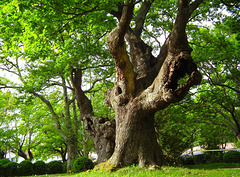 Vieil arbre