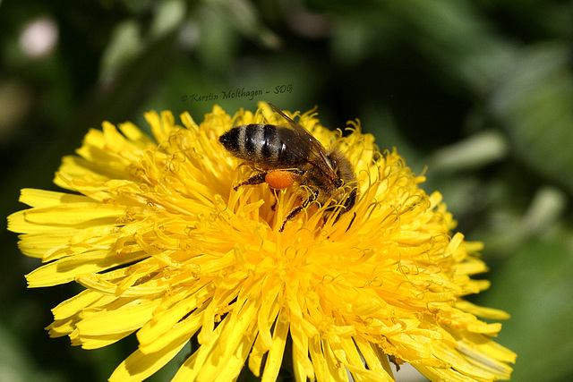 Biene und Blüte