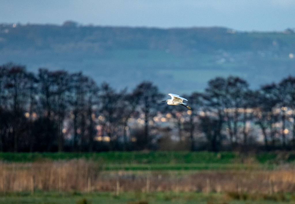 Little egret
