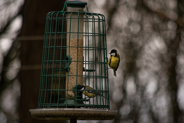 Great Tit